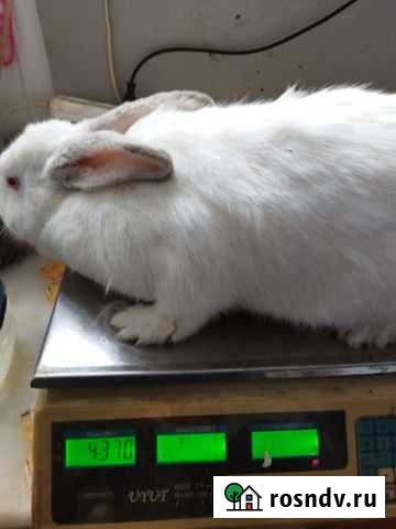 Кролик Камышин - изображение 1