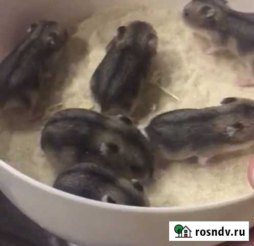 Джунгарский хомяк Первоуральск - изображение 1