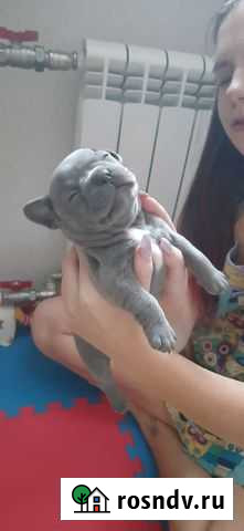 Французский бульдог, лиловые щенки Челябинск - изображение 1