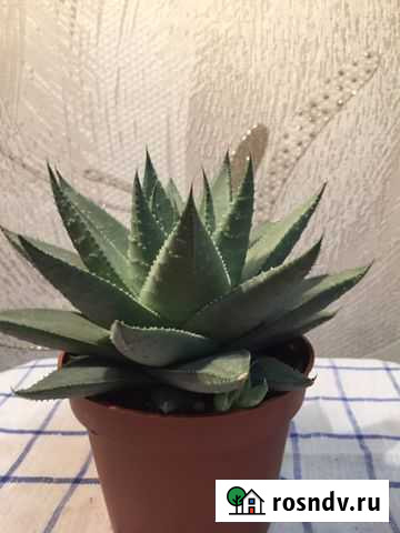 Алоэ Волгоград - изображение 1