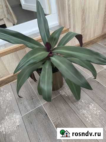 Кордилина Белгород - изображение 1