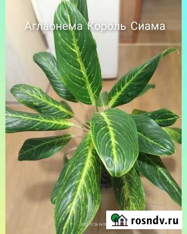 Аглаонемы Самара - изображение 1