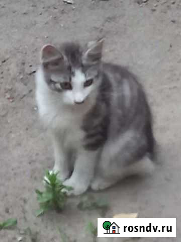 Ваш кот Курбоб у нас - забирайте домой Россошь - изображение 1