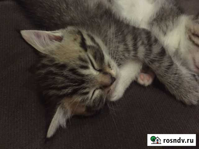 Кошки в добрые руки бесплатно Новопокровская - изображение 1