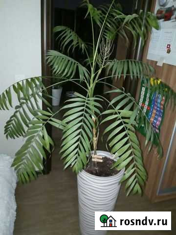 Продам пальму Красноярск - изображение 1