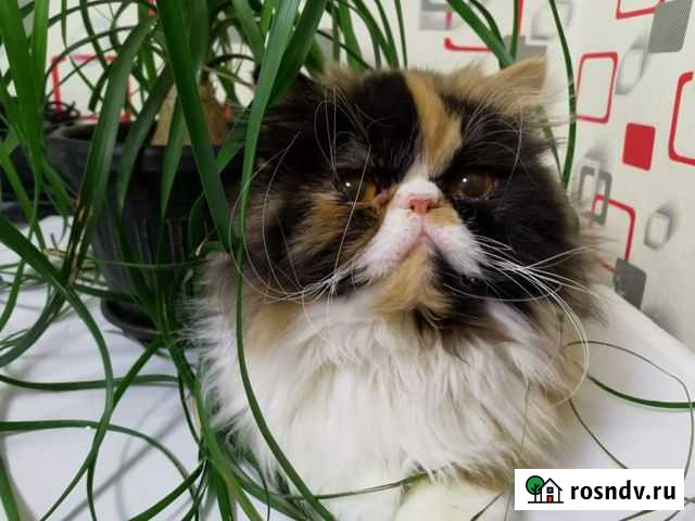 Экзотические котята Новый Оскол - изображение 1