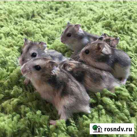 Джунгарский хомяк Ванино