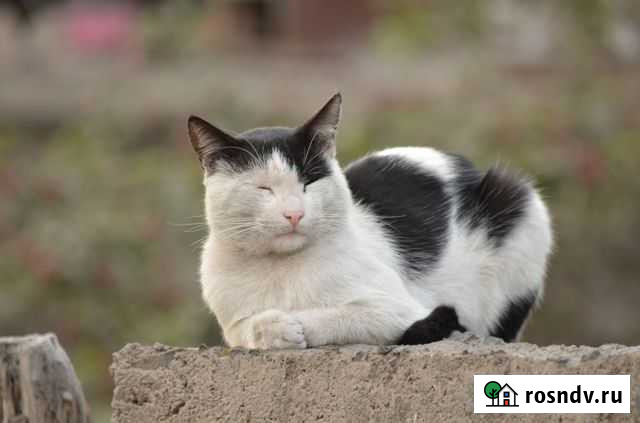 Отдам кошку Смоленск - изображение 1