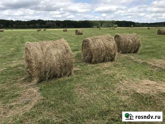 Сено в тюках Рыльск - изображение 1