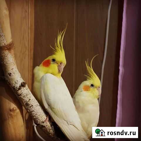 Выкормыши. Попугай Корелла Нимфа Сочи - изображение 1