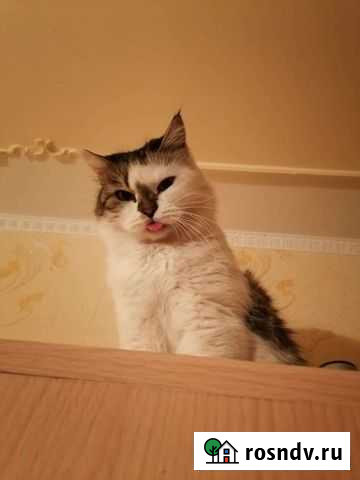 Кошки в добрые руки бесплатно Чита - изображение 1