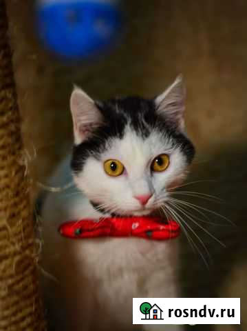 Котик Тима ищет дом, 5 мес Петропавловск-Камчатский - изображение 1