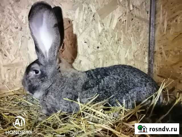 Кролики великаны Черлак - изображение 1