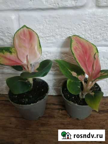 Аглаонемы China Red и Red Zircon Чапаевск - изображение 1