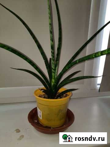 Сансевиерия фернвуд Астрахань - изображение 1