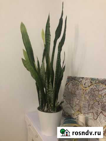 Сансевиерия Липецк - изображение 1