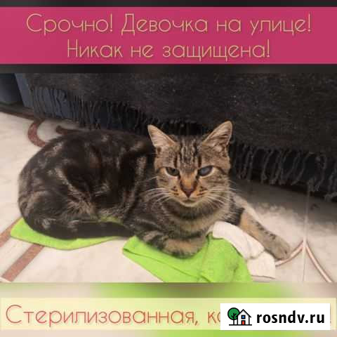 Кошечка в опасности Севастополь - изображение 1