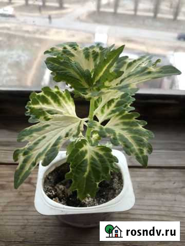 Калеус Чебоксары - изображение 1