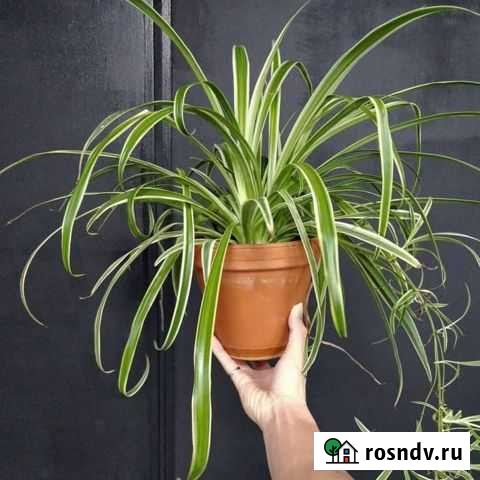 Хлорофитум Курск - изображение 1