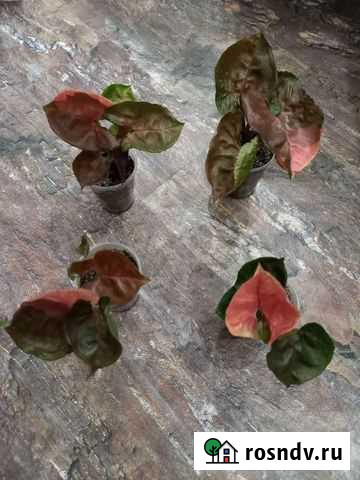 Сингониум Клубничный Лёд Челябинск - изображение 1