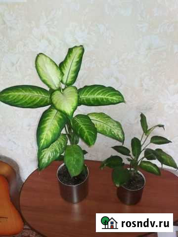 Диффенбахия Череповец - изображение 1