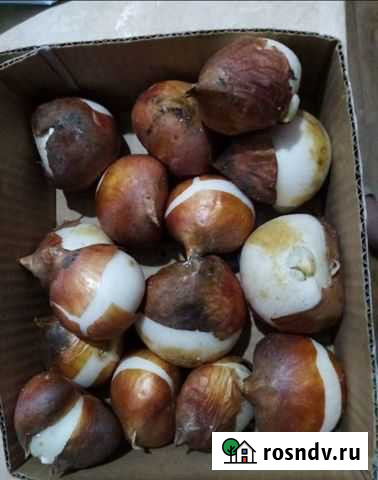 Тюльпаны оптом Астрахань - изображение 1