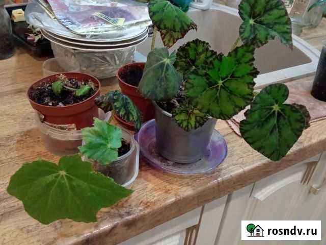 Бегония Ростов-на-Дону - изображение 1