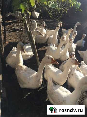 Продаются гуси Терновская - изображение 1