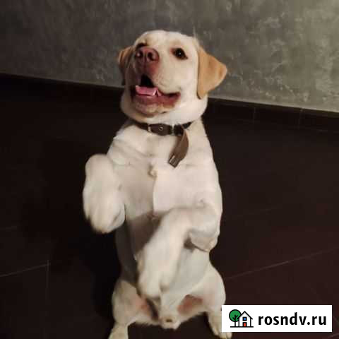 Вязка лабрадор Лиски - изображение 1