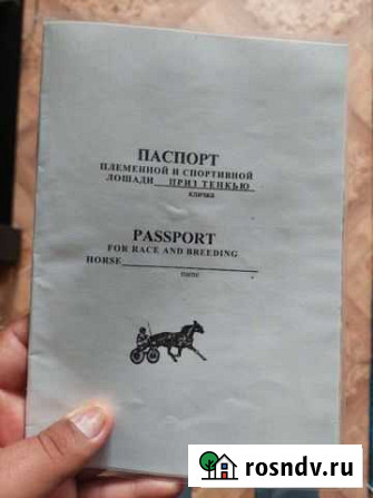 Конь Зима - изображение 1