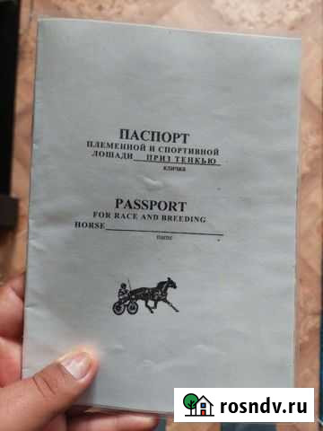 Конь Зима - изображение 1