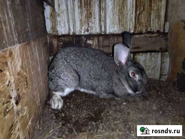 Кролики Великан половозрелые Никольское - изображение 1