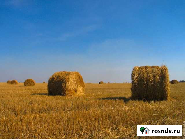 Сено Котельнич - изображение 1