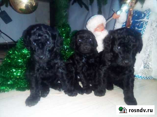 Продаются щенки карликового пуделя Иркутск - изображение 1