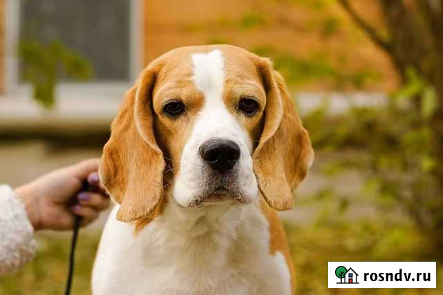 Бигль вязка Екатеринбург - изображение 1