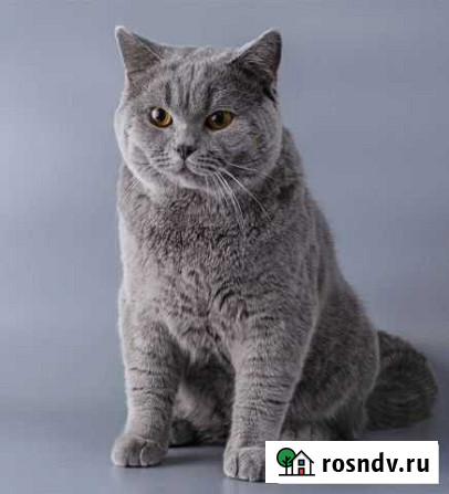 Вязка британец Клинцы - изображение 1