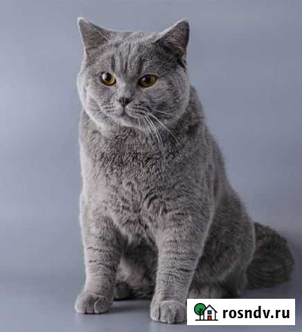 Вязка британец Клинцы - изображение 1