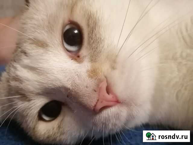 Кот Саранск - изображение 1