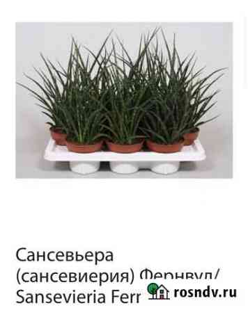 Сансевиерия сортовая Уфа