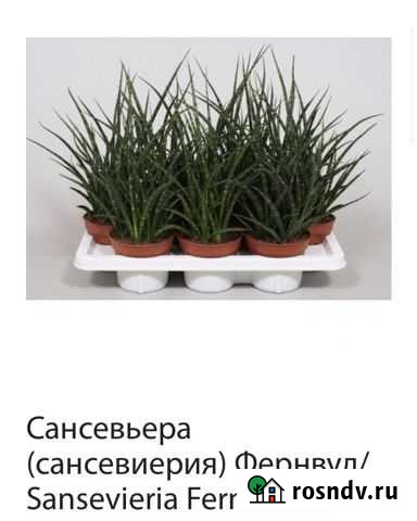 Сансевиерия сортовая Уфа - изображение 1
