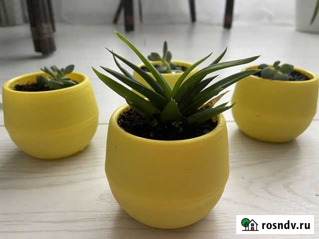 Цветы комнатные Подольск - изображение 1