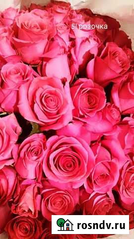 Эквадорская роза Мурманск - изображение 1