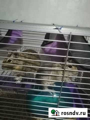 Белки дегу Ухта - изображение 1