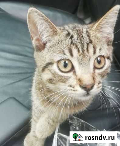 Котенок Усолье-Сибирское - изображение 1