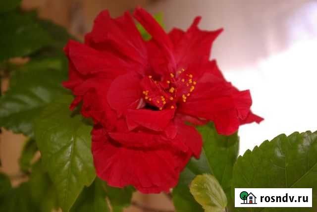 Гибискус для комнат Саратов - изображение 1