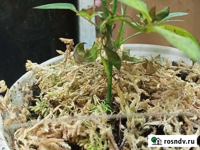 Мох сфагнум Нижний Новгород - изображение 1