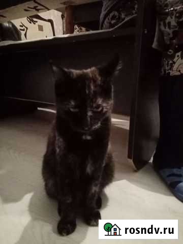 Кошка Краснодар - изображение 1