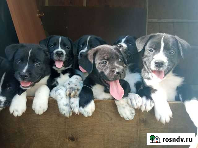 Собака Каменск-Уральский - изображение 1