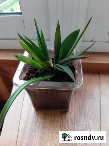 Алоэ декоративный Верхняя Пышма - изображение 1