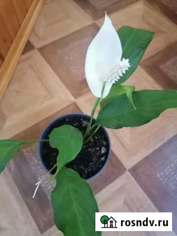 Спатифиллум Новомосковск - изображение 1